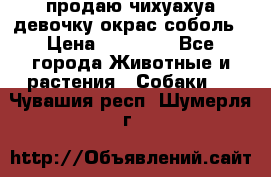 продаю чихуахуа девочку,окрас соболь › Цена ­ 25 000 - Все города Животные и растения » Собаки   . Чувашия респ.,Шумерля г.